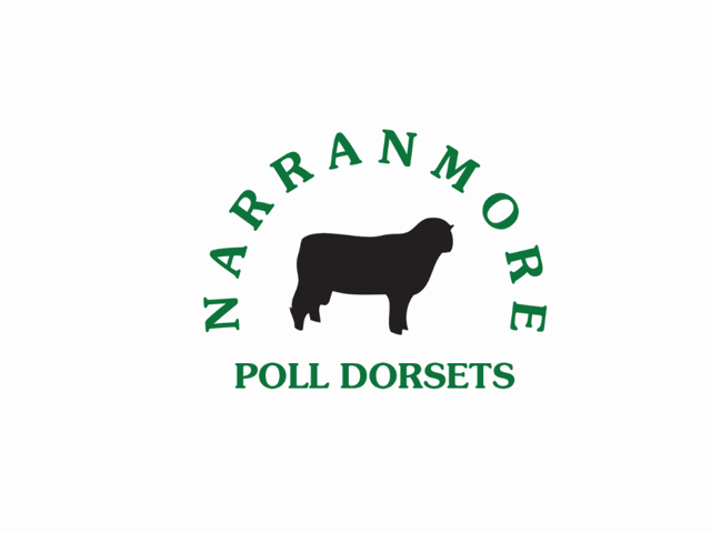 Narranmore Poll Dorset Ram Sale